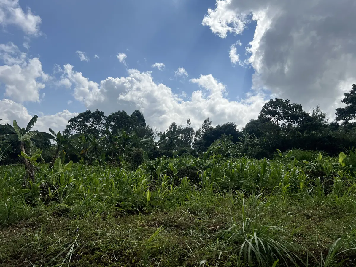 50 by 100 Land for Sale in Thimbigua, Banana | Kekam Real Estate